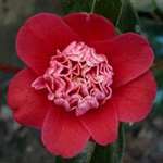 Camellia japonica Shikibu