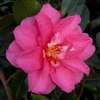 Camellia hiemalis Shishigashira