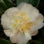 Camellia japonica Silver Ruffles