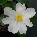 Camellia sasanqua Snowflake