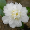Camellia hybrid Snow Flurry