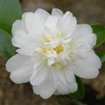 Camellia hybrid Snow Flurry