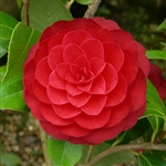 camellia japonica Spring Fling