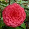 camellia japonica Spring Formal