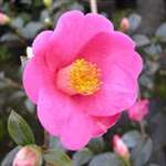 Camellia williamsii hybrid St. Ewe