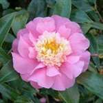 Camellia hybrid Sugar Dream
