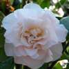 camellia hybrid Superscent