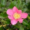 Camellia sasanqua Tanya