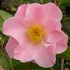 camellia williamsii hybrid Tiptoe