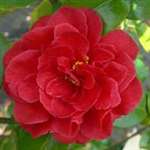 camellia japonica Tom Knudsen