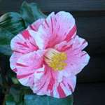 camellia japonica Tricolor
