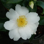 Camellia hybrid Vanilla Moon