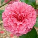 Camellia japonica Vittorio Emanuele II