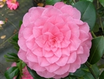 Camellia williamsii hybrid Waterlily