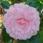 camellia japonica William Bartlett