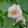 Camellia hybrid Wirlinga Belle