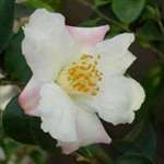 camellia hybrid Yoimachi