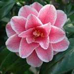 camellia japonica Yours Truly