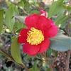 Camellia vernalis Yuletide