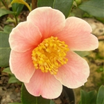 Camellia vernalis Yuletide Pink
