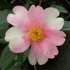 Camellia hybrid Yume