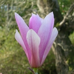 Magnolia Susan