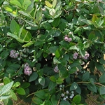 Blueberry 'Aurora'