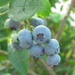 Blueberry 'Duke'