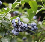 Blueberry 'North Country'