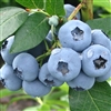 Blueberry 'Nui'