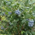 Blueberry 'Osorno'