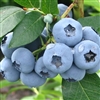 Blueberry 'Titanium'