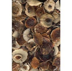 There is nothing quite like the aroma of Polish forest mushrooms to bring back memories of Christmas eve dinner.  They add a perfect flavor to home made bigos, kapusta or mushroom soup. No other mushroom is the same.