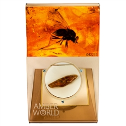 Trapped in amber approximately 50 million years ago this is a fine example of a fly from ages ago. This very fine piece was found in Lithuanuia, weighs 1.3 grams, measures approx 1.5" x .5" and is mounted on an acrylic display with magnifying glass.