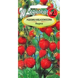 Regina is a medium early, vigorously growing variety creating dome-shaped dense clumps - 30 cm in diameter; without runners. Fruits are big, conical, red and very tasty; Plants give first berries after 3,5 months from sowing and bear fruits continuously.