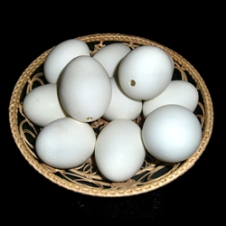 Blown Duck Egg Shell