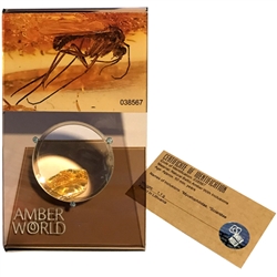 Trapped in amber approximately 50 million years ago this is a fine example of a fungus gnat from ages ago. This very fine piece was found in Lithuania, weighs 1.1 grams, measures approx 1" x .6" and is mounted on an acrylic display with magnifying glass.