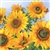 Sunflower Collection Luncheon Napkins (package of 20).  Three ply napkins with water based paints used in the printing process.