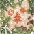 Polish Luncheon Napkins (package of 20) - 'Gingerbread Tree'. Three ply napkins with water based paints used in the printing process. "