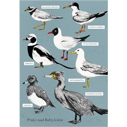 Polish Poster:   Ptaki nad Baltykiem - Birds of the Baltic - 21x30cm.  Excellent for framing. â€‹Second photo is showing a framed sample (frame is not included) Printed on 350g paper with a satin finish.