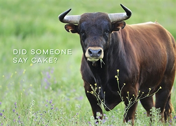Bull Eating Grass Birthday Card