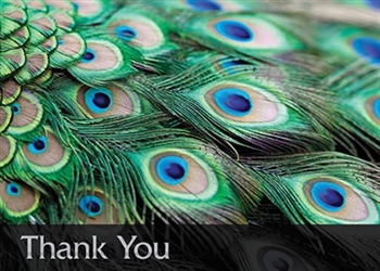 Peacock Feathers Thank You Card