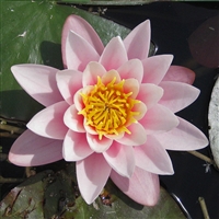 Chalily Pre-Grown Pink Water Lily