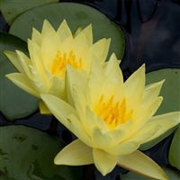 Chalily Pre-Grown Yellow Water Lily