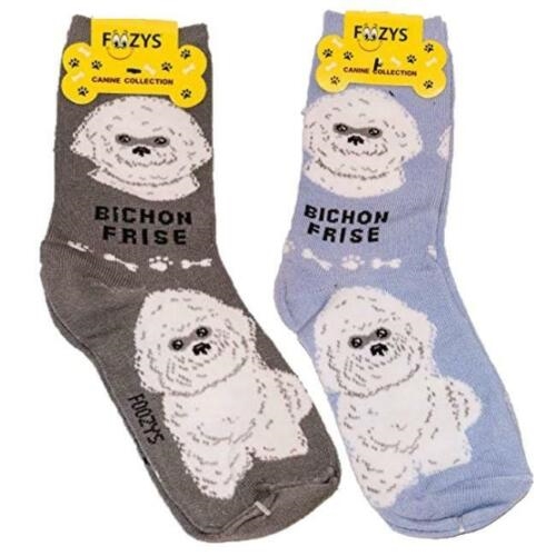 Bichon Frise