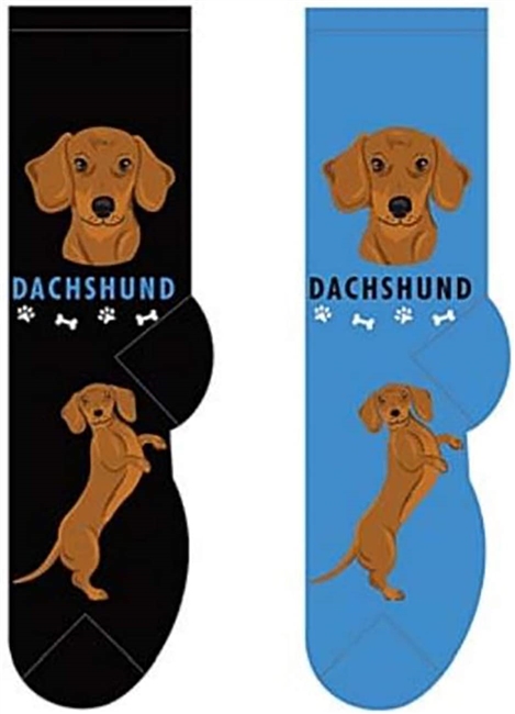 Dachshund