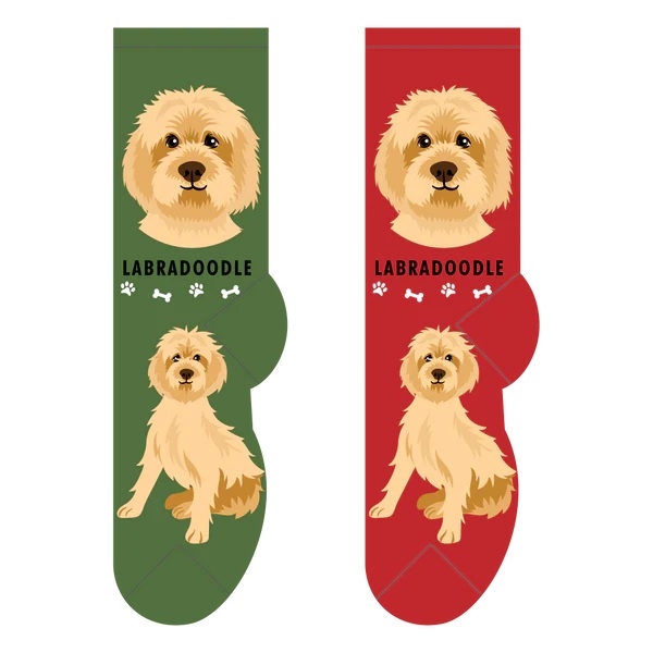 Labradoodle
