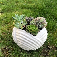 Rope Bowl Succulent Garden $30