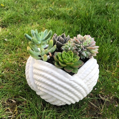 Rope Bowl Succulent Garden $30