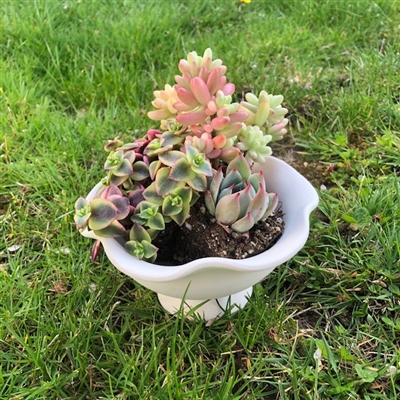 Ruffled Raised Bowl To Go Pack $25